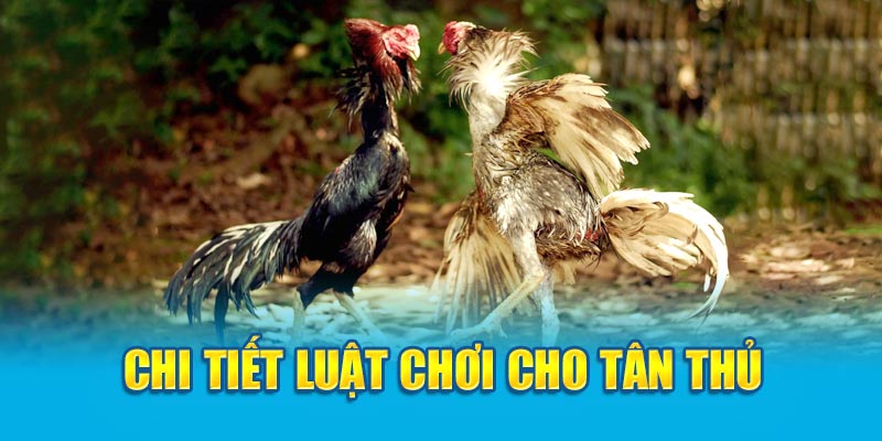 Chi tiết luật chơi cho tân thủ