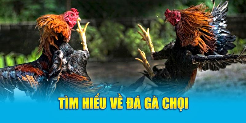 Tìm hiểu về đá gà chọi